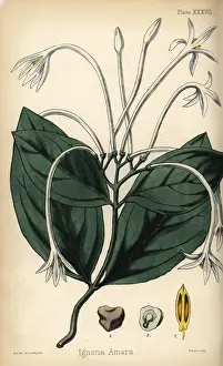 St. Ignatius bean, Strychnos ignatii
