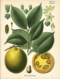 St. Ignatius bean, Strychnos ignatii