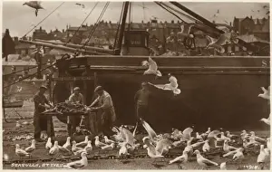 Sea Gulls Prints: St. Ives, Cornwall, gutting the catch