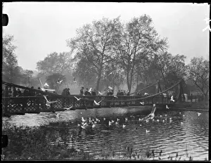 Parks Prints: St. Jamess Park Birds