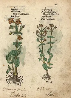St. Johns wort, Hypericum perforatum