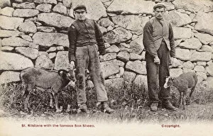 Shepherds Collection: St Kildans with Soay Sheep