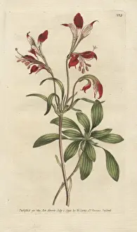 Williamcurtis Prints: St Martins flower, Alstroemer ligtu