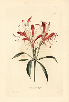 Alstroemeria Collection: St. Martins flower, Alstroemeria ligtu