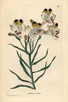 Alstroemeria Collection: St. Martins flower, Alstroemeria pulchra
