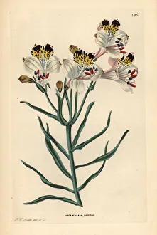 Peruvian Gallery: St. Martins flower, Alstroemeria pulchra