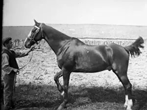 Stable boy with prizewinning horse