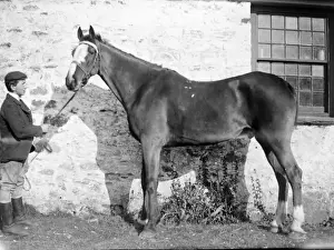 Stallion Prints: Stable boy with stallion