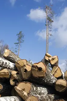 Logging Prints: Stacked Birch Logs - left on a logging site for