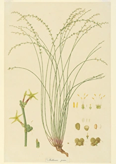 Images Dated 31st July 2014: Stackhousia viminea, slender stackhousia