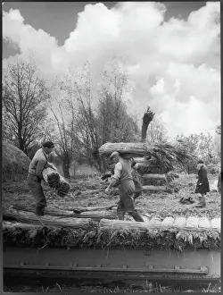Operations Prints: Stacking Reed for Thatch