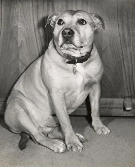 Staffordshire Bull Terrier
