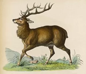 Stag Collection: STAG