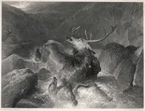 The Stag at Bay