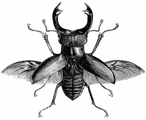 Beetle Gallery: Stag Beetle