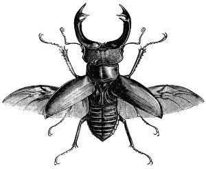 Wings Collection: Stag Beetle