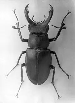 Stag Beetle