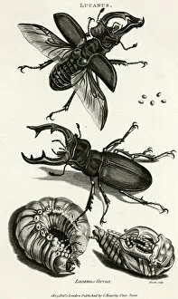 Antlers Collection: Stag beetles