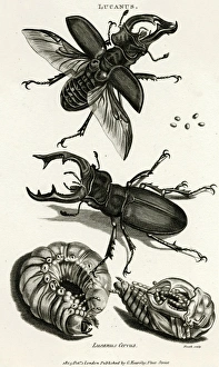 Pupa Collection: Stag beetles