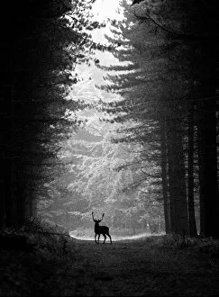 Stag Collection: Stag, Cannock Chase