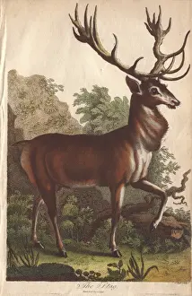 Ebenezer Prints: Stag, Cervus elaphus