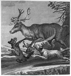 Harassed Prints: Stag and Hounds