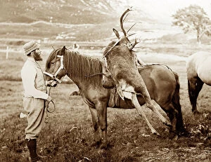 Deer Collection: Stag hunting in Scotland, Victorian period