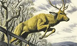 Stag leaping