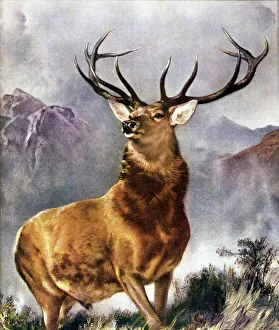 Images Dated 30th July 2015: Stag / Monarch of Glen 19C
