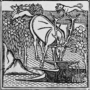 Fable Collection: The stag & the pool