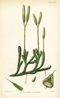 Stag s-horn clubmoss, Lycopodium clavatum
