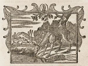 Dodsley Gallery: The Stag Seeing Himself