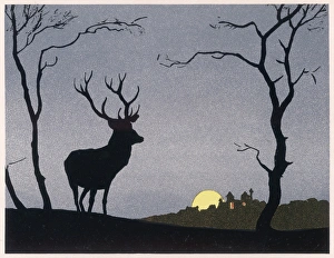 Silhouettes Collection: Stag Silhouetted