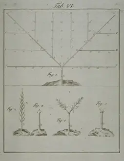 Pomona Franconica Prints: Stages in Pruning - 1