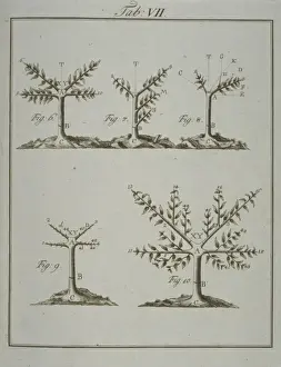 Pomona Franconica Prints: Stages in Pruning - 2