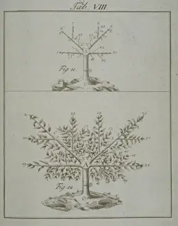 Pomona Franconica Prints: Stages in Pruning - 3