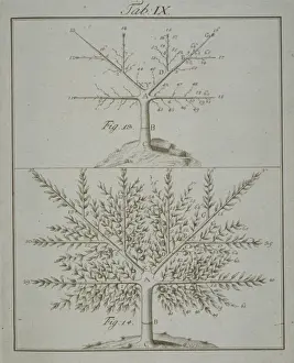 Stages in Pruning - 4