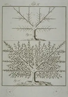 Pomona Franconica Prints: Stages in Pruning - 5