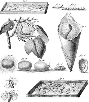 Worms Prints: Stages of the Silkworm