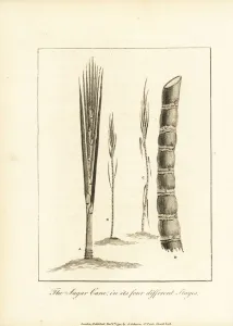 Negroes Prints: Four stages of sugar cane, Saccharum officinarum