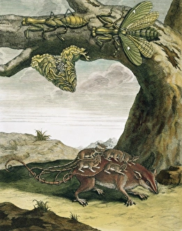 Anna Maria Sibylla Merian Gallery: Stagmatoptera precaria, mantid
