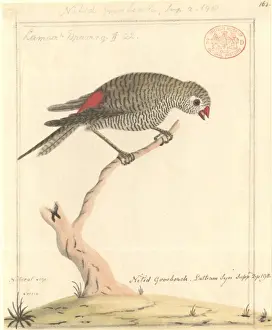 Stagonopleura bella, beautiful firetail