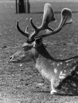 Fallow Prints: A Stags Head
