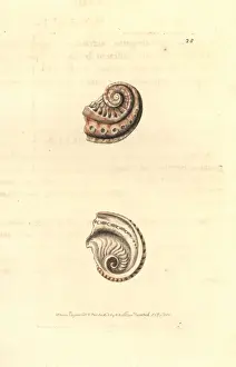 Polydore Prints: Staircase abalone, Haliotis scalaris