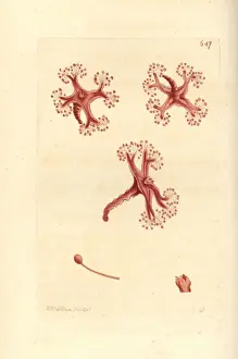 Jellyfish Prints: Stalked jellyfish, Lucernaria quadricornis