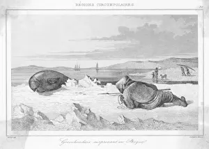 Stalking Prints: Stalking a Seal