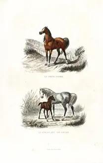 Stallion, mare and foal