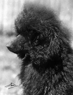 Poodle Prints: STANDARD POODLE / 1940