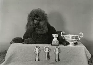 Poodle Collection: Standard poodle, Ch Leighbridge Catmint, with trophies and rosettes. Date: 1978