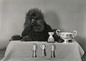 Images Dated 2nd February 2021: Standard poodle, Ch Leighbridge Catmint, with trophies and rosettes. Date: 1978